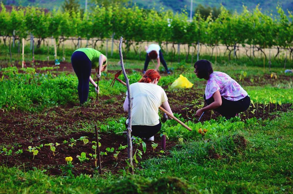 Bašta Ekologika – podgorička zajednica baštovana